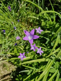 Prodej chaty / chalupy 50 m², Vlkančice