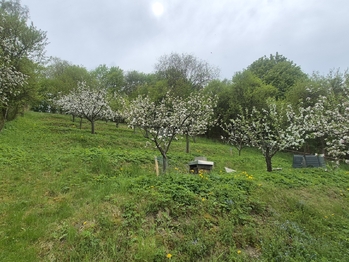 Prodej domu 100 m², Březová nad Svitavou