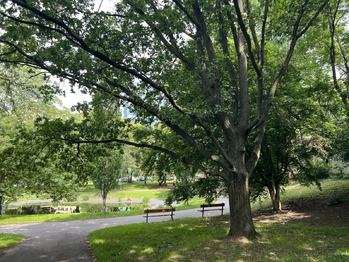 park - Prodej bytu 3+kk v osobním vlastnictví 54 m², Praha 9 - Střížkov