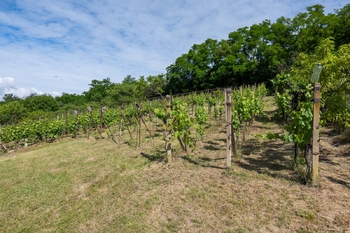 Prodej pozemku 2403 m², Moravské Bránice