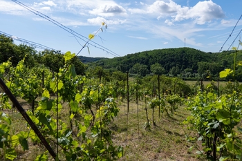 Prodej pozemku 2403 m², Moravské Bránice