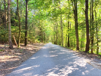 Příjezdová lesní cesta - Pronájem pozemku 862 m², Libeř
