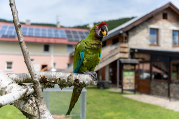 Prodej zemědělského objektu 871 m², Lipová-lázně