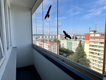 Pronájem bytu 1+1 v osobním vlastnictví 35 m², Mladá Boleslav