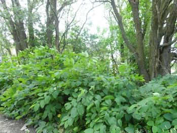 Prodej pozemku 3871 m², Rožmitál pod Třemšínem