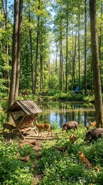 Prodej pozemku 3871 m², Rožmitál pod Třemšínem