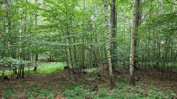 Prodej pozemku 26680 m², Písečná
