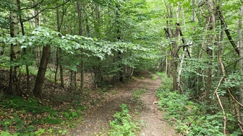 Prodej pozemku 26680 m², Písečná