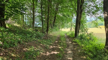 Prodej pozemku 26680 m², Písečná