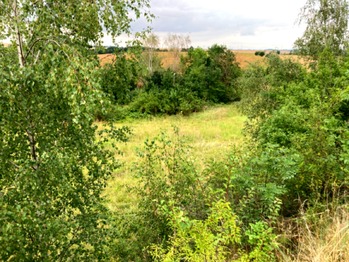 Louka orámovaná stromy - Prodej pozemku 5606 m², Číčovice