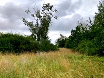 Vzrostlé stromy poskytují soukromí - Prodej pozemku 5606 m², Číčovice