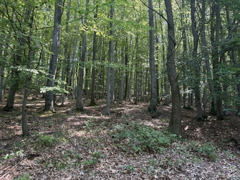 Prodej pozemku 439 m², Klopina