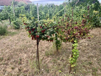 Prodej domu 95 m², Skoronice