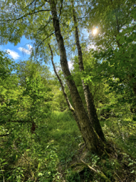 Prodej pozemku 25771 m², Dačice