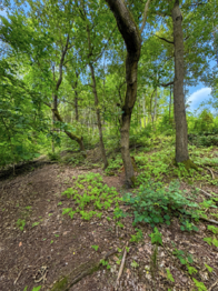 Prodej pozemku 25771 m², Dačice