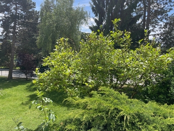pohled z okna - Pronájem bytu 2+1 v osobním vlastnictví 55 m², Říčany
