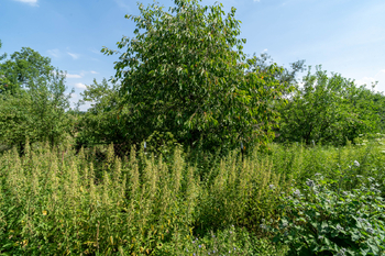 Prodej pozemku 2771 m², Velký Vřešťov