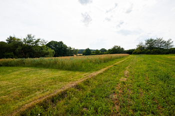Prodej pozemku 7737 m², Týn nad Vltavou