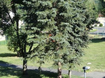 Prodej bytu 4+1 v osobním vlastnictví 100 m², Karlovy Vary