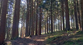 Prodej pozemku 56930 m², Hlavňovice