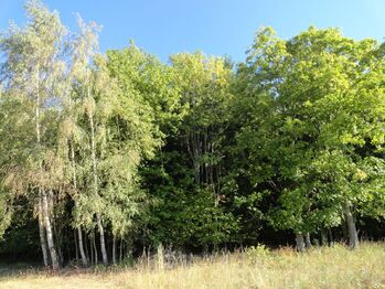 Prodej pozemku 28701 m², Hlavňovice