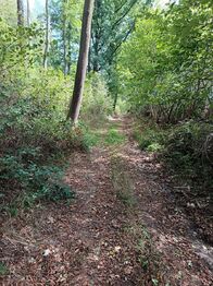 Příjezdová cesta (obecní) - Prodej pozemku 5943 m², Mičovice