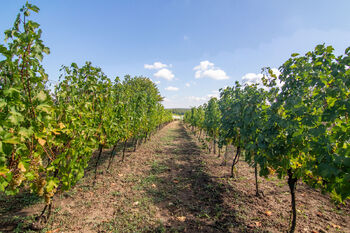 Prodej pozemku 1623 m², Tvrdonice