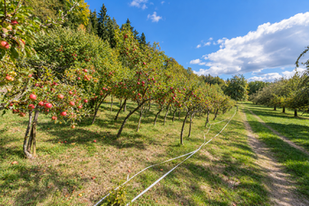 Prodej pozemku 27377 m², Chvalšiny