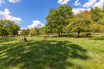 Prodej pozemku 27377 m², Chvalšiny