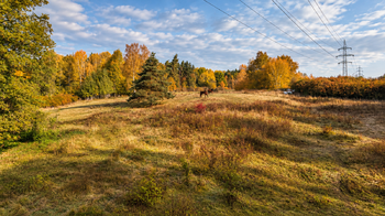 Prodej pozemku 38114 m², Lom u Tachova