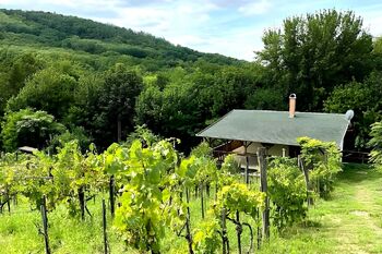 vinice s chalupou - Prodej chaty / chalupy 145 m², Pincehely