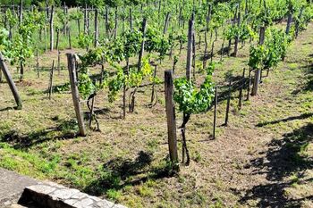 vinice 2 - Prodej chaty / chalupy 145 m², Pincehely