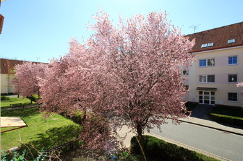 Prodej bytu 2+1 v družstevním vlastnictví, 58 m2, Nymburk