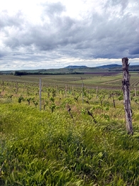 Prodej pozemku, 5537 m2, Novosedly