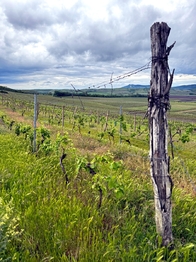 Prodej pozemku, 5537 m2, Novosedly