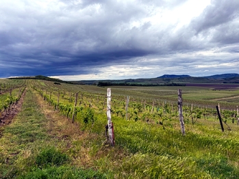 Prodej pozemku, 5537 m2, Novosedly