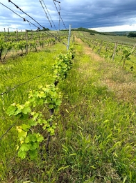 Prodej pozemku, 5537 m2, Novosedly