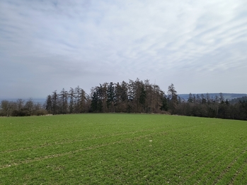 Prodej pozemku, 65556 m2, Václavy